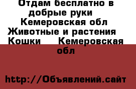 Отдам бесплатно в добрые руки! - Кемеровская обл. Животные и растения » Кошки   . Кемеровская обл.